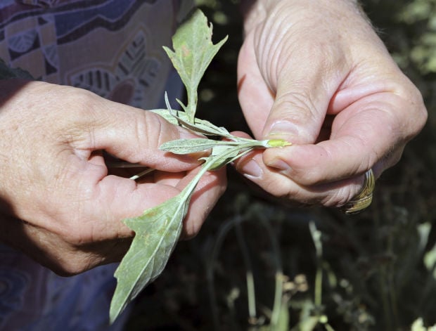Tucson tech: Desert shrub guayule may be new major source of natural rubber